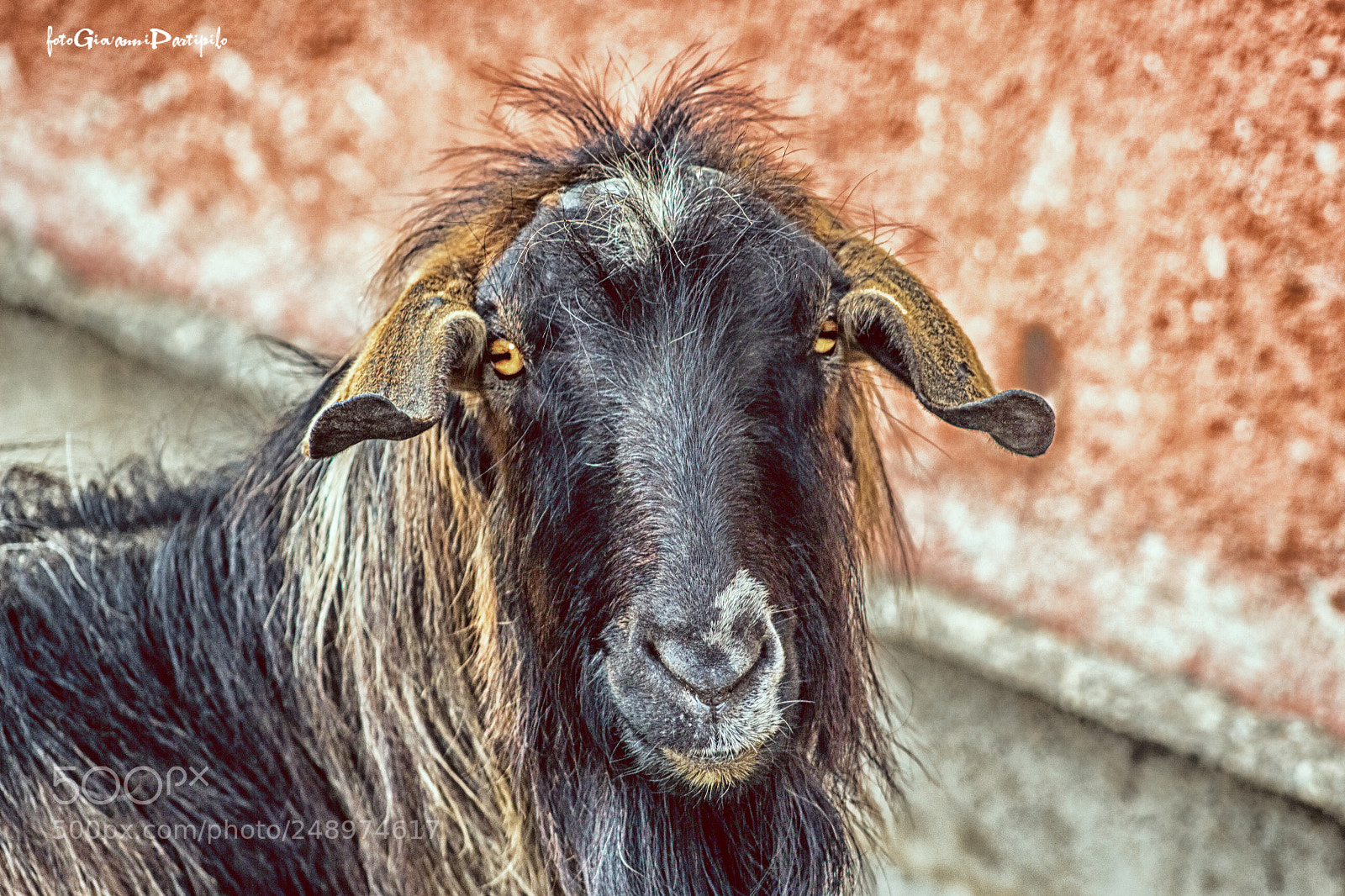 Canon EOS 100D (EOS Rebel SL1 / EOS Kiss X7) sample photo. Becco spettinato... photography