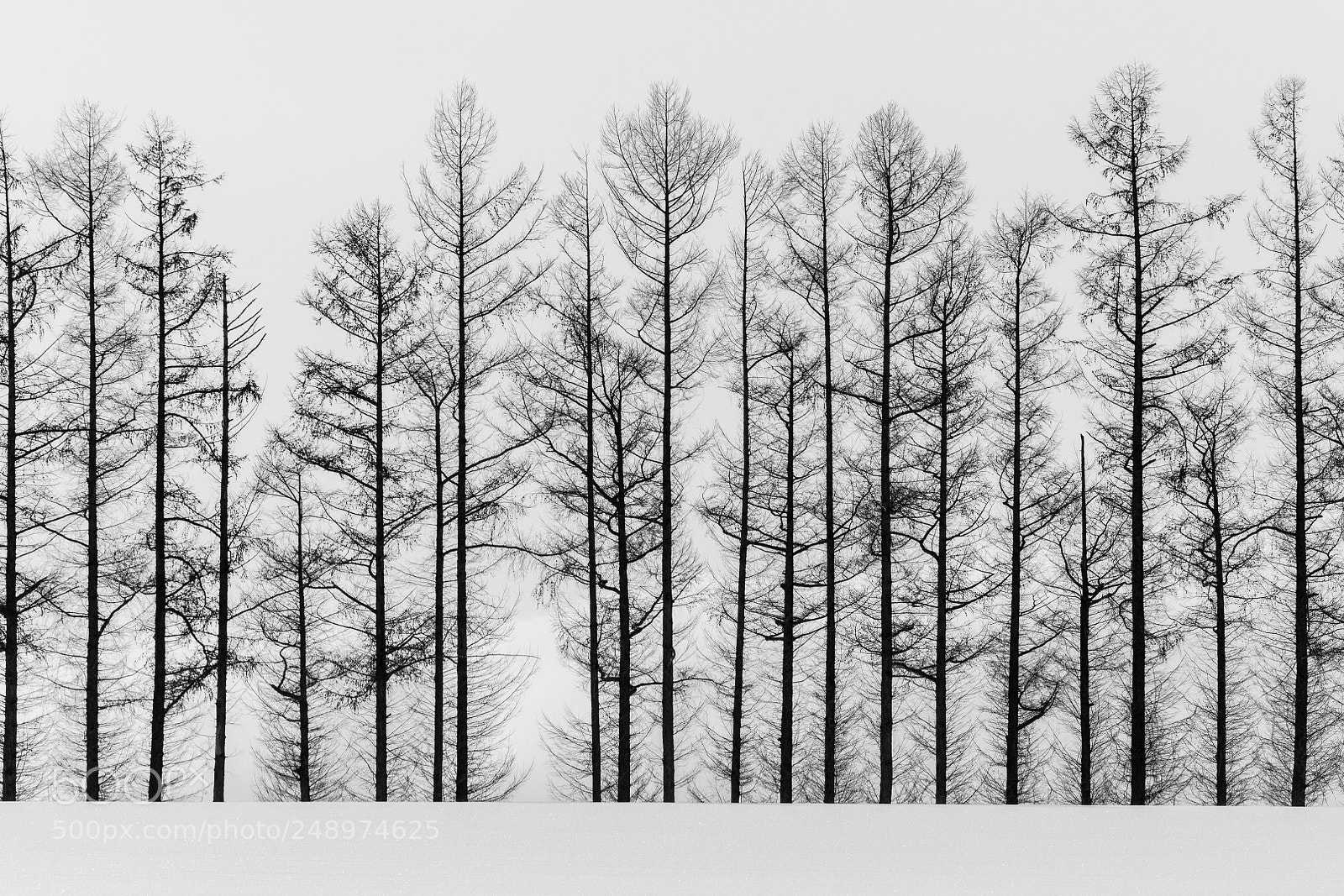 Nikon D850 sample photo. Abstract black and white photography