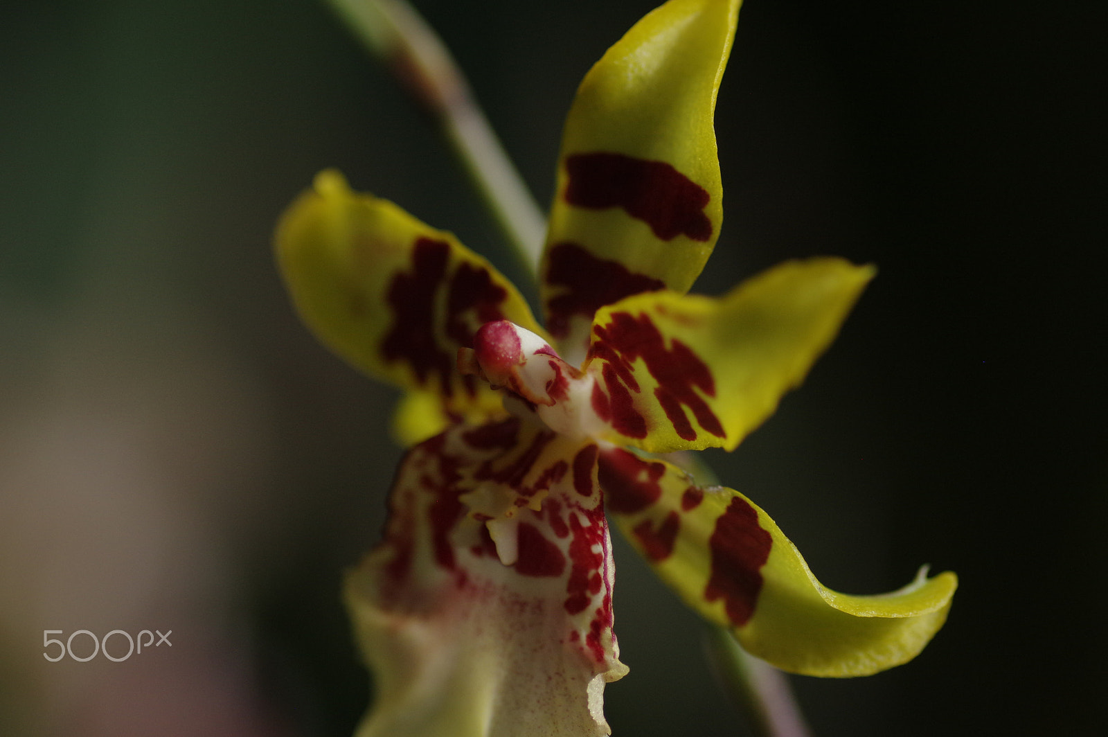 Pentax K-3 II sample photo. Orchid - yellow photography