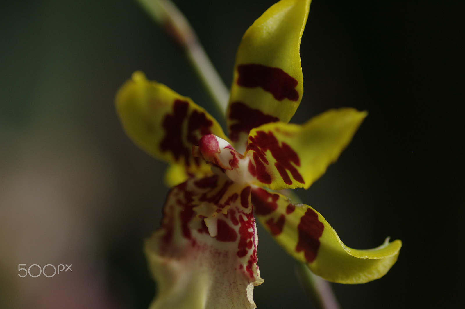 Pentax smc D-FA 100mm F2.8 Macro WR sample photo. Orchid - yellow photography