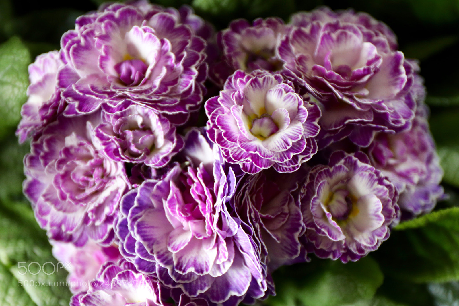 Canon EOS 77D (EOS 9000D / EOS 770D) sample photo. Primula belarina photography