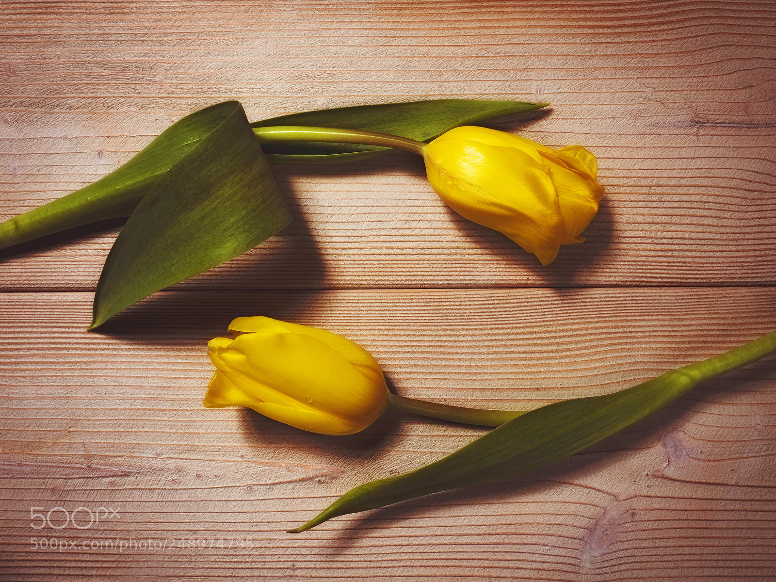 Olympus OM-D E-M1 sample photo. Flowers on the wooden photography