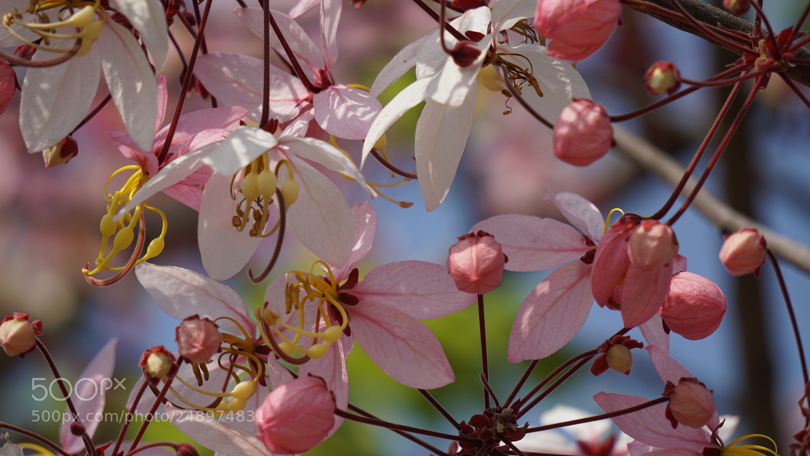 Sony a6000 sample photo. Dsc photography