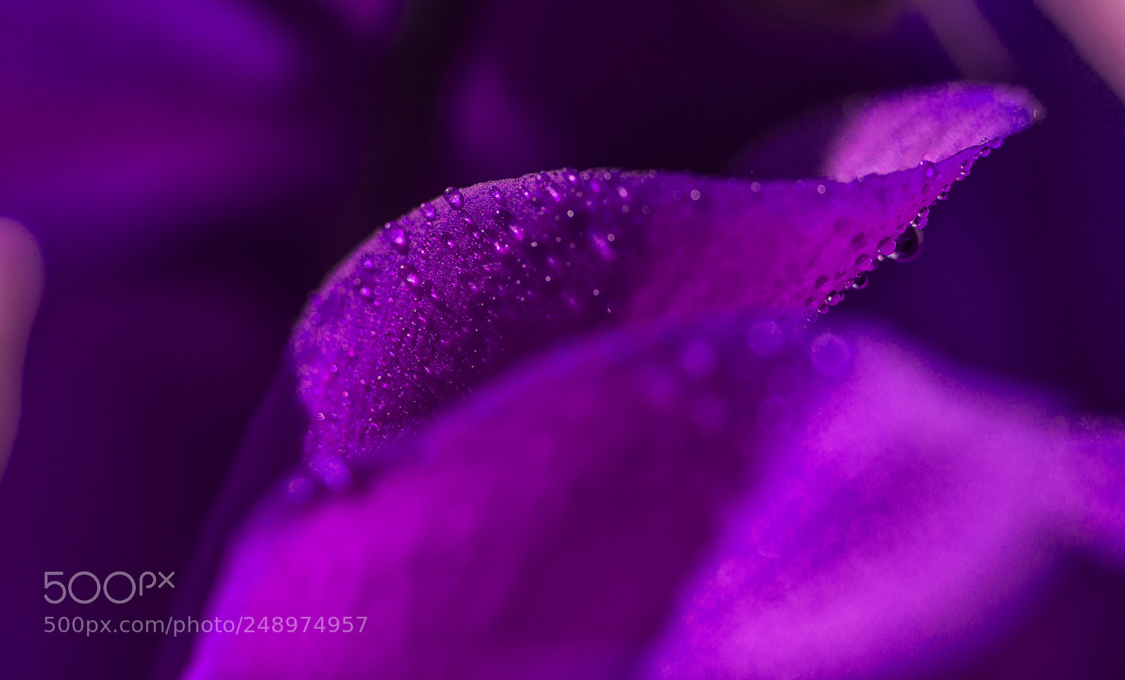 Nikon D800E sample photo. Purple photography