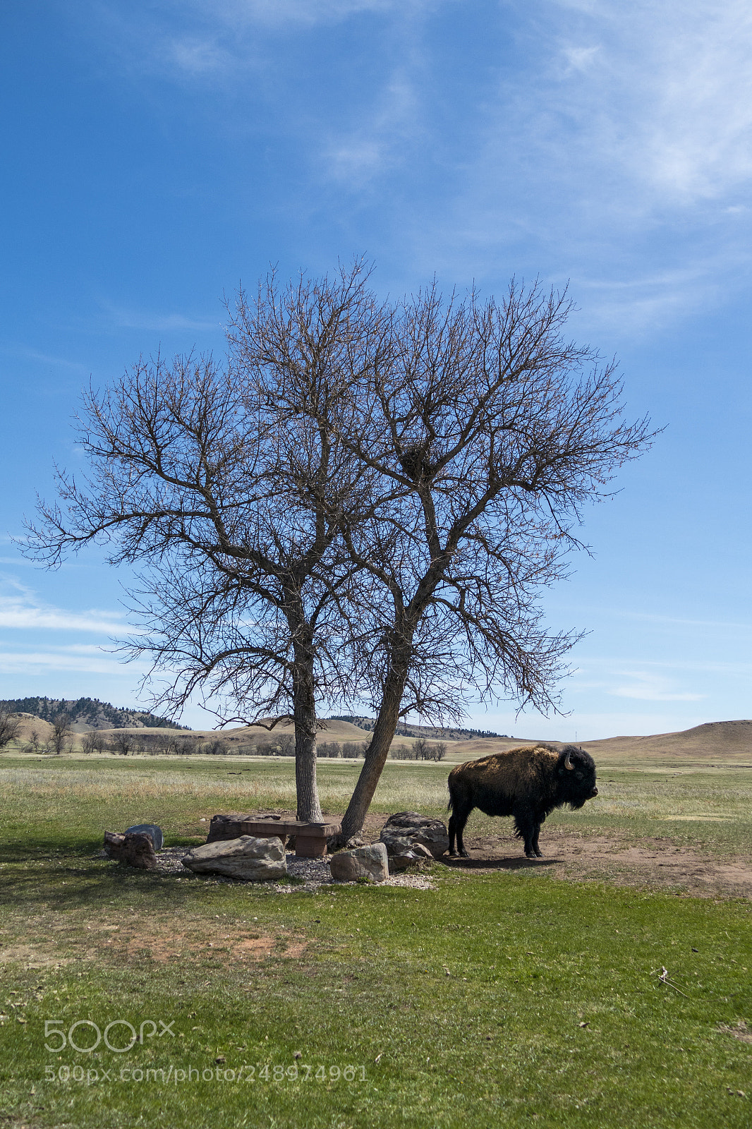 Panasonic Lumix DMC-FZ1000 sample photo. Bison photography