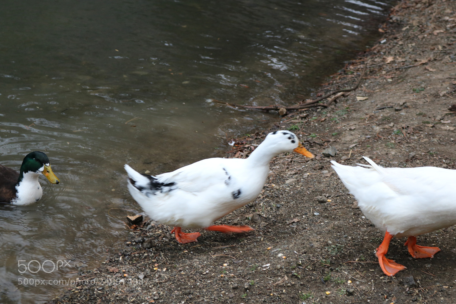 Canon EOS 750D (EOS Rebel T6i / EOS Kiss X8i) sample photo. Untitled photography