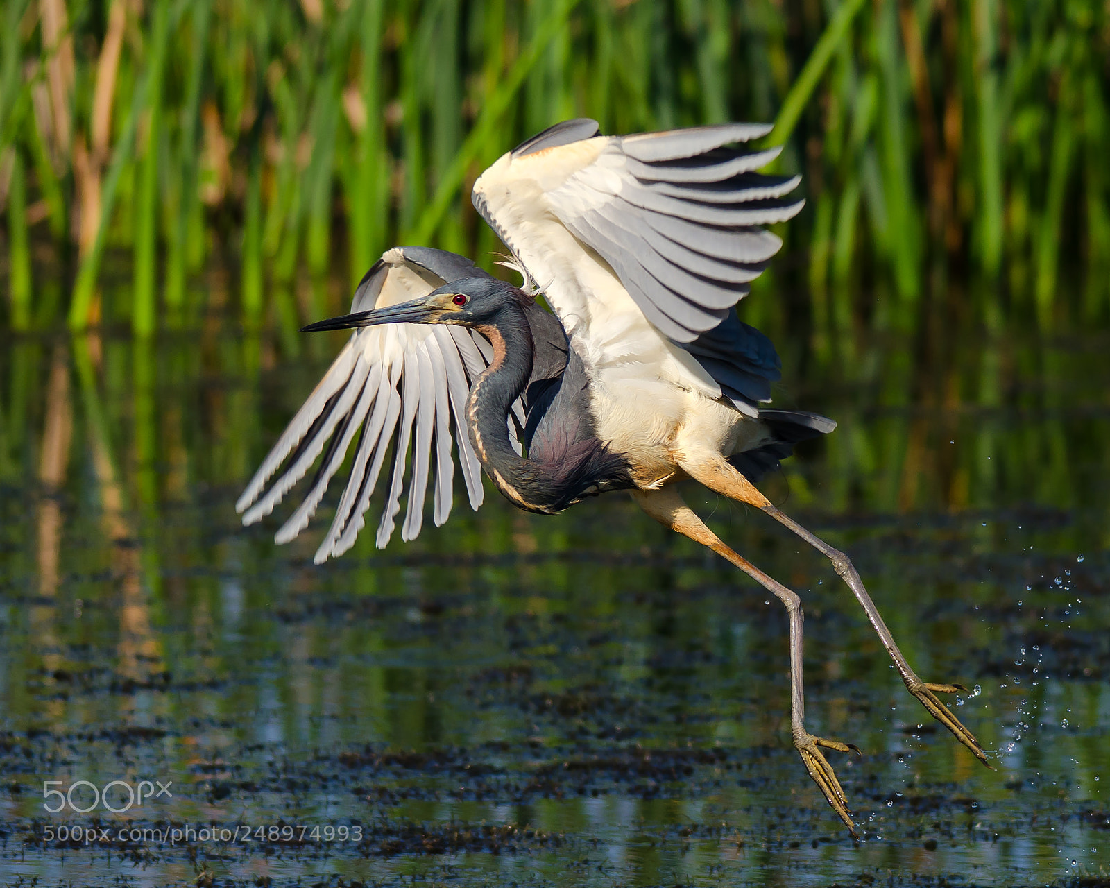 Nikon D7000 sample photo. Leap of faith photography
