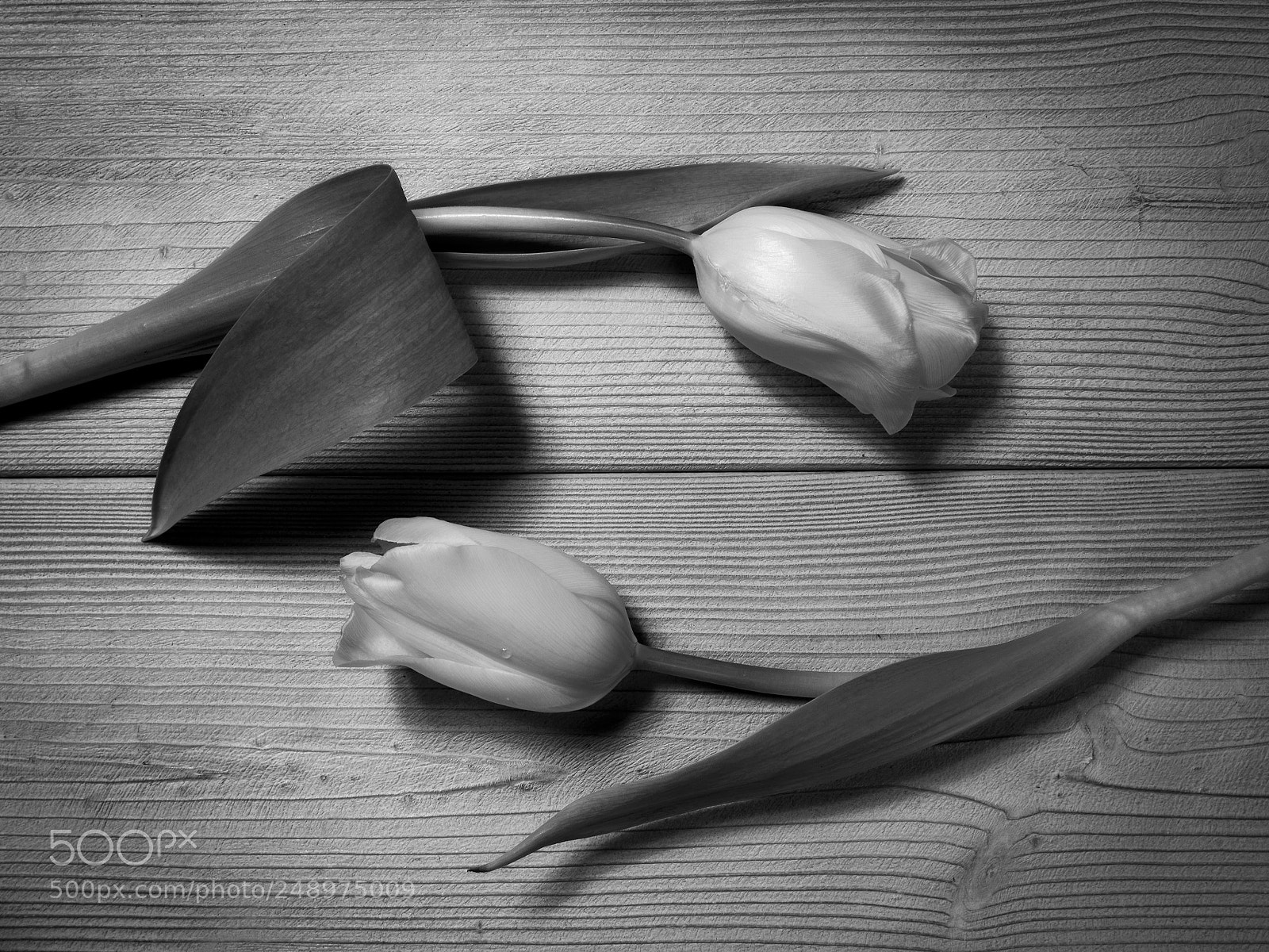 Olympus OM-D E-M1 sample photo. Flowers on the wooden photography