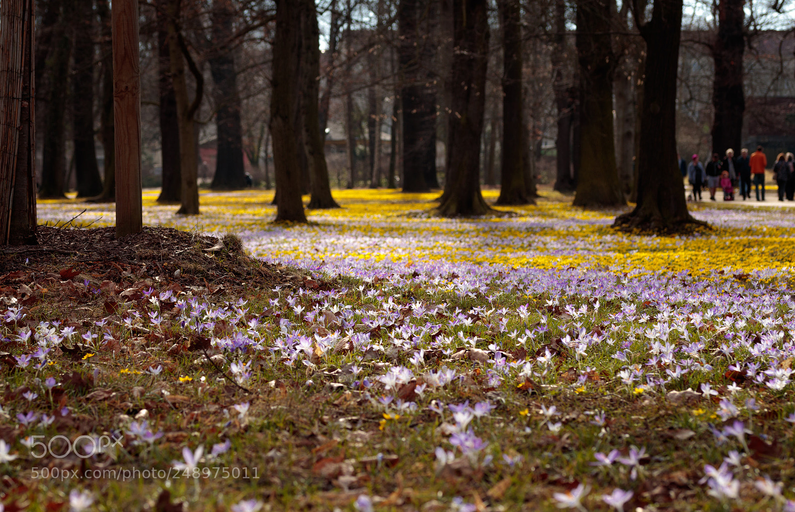 Canon EOS 80D sample photo. The spring awakes photography