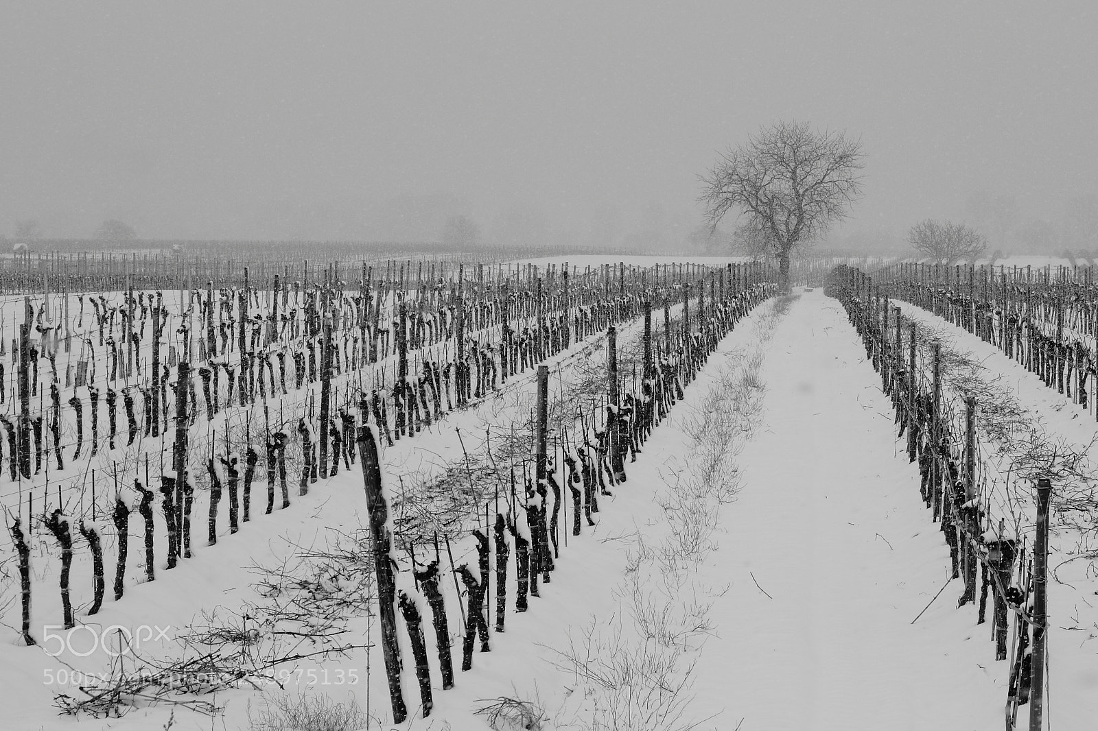 Canon EOS 550D (EOS Rebel T2i / EOS Kiss X4) + Canon EF 50mm F1.8 II sample photo. Last snow? photography