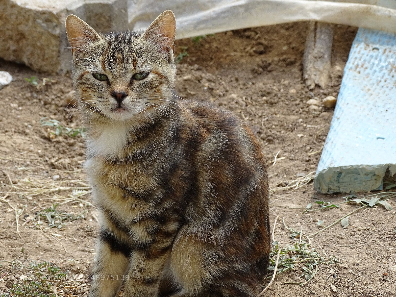 Sony Cyber-shot DSC-HX400V sample photo. Dsc photography