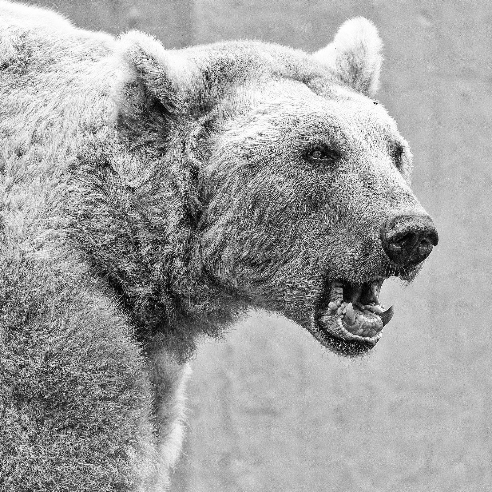 Nikon D810 sample photo. Bear in square photography