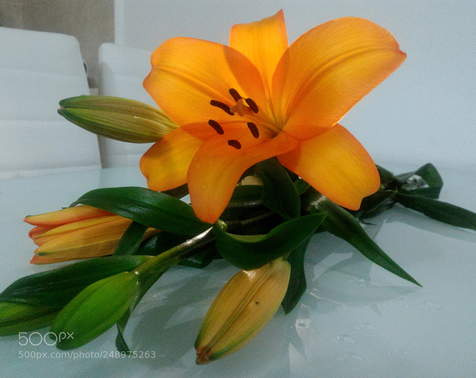 ASUS ZenFone 2 (ZE551ML) sample photo. Lilija photography