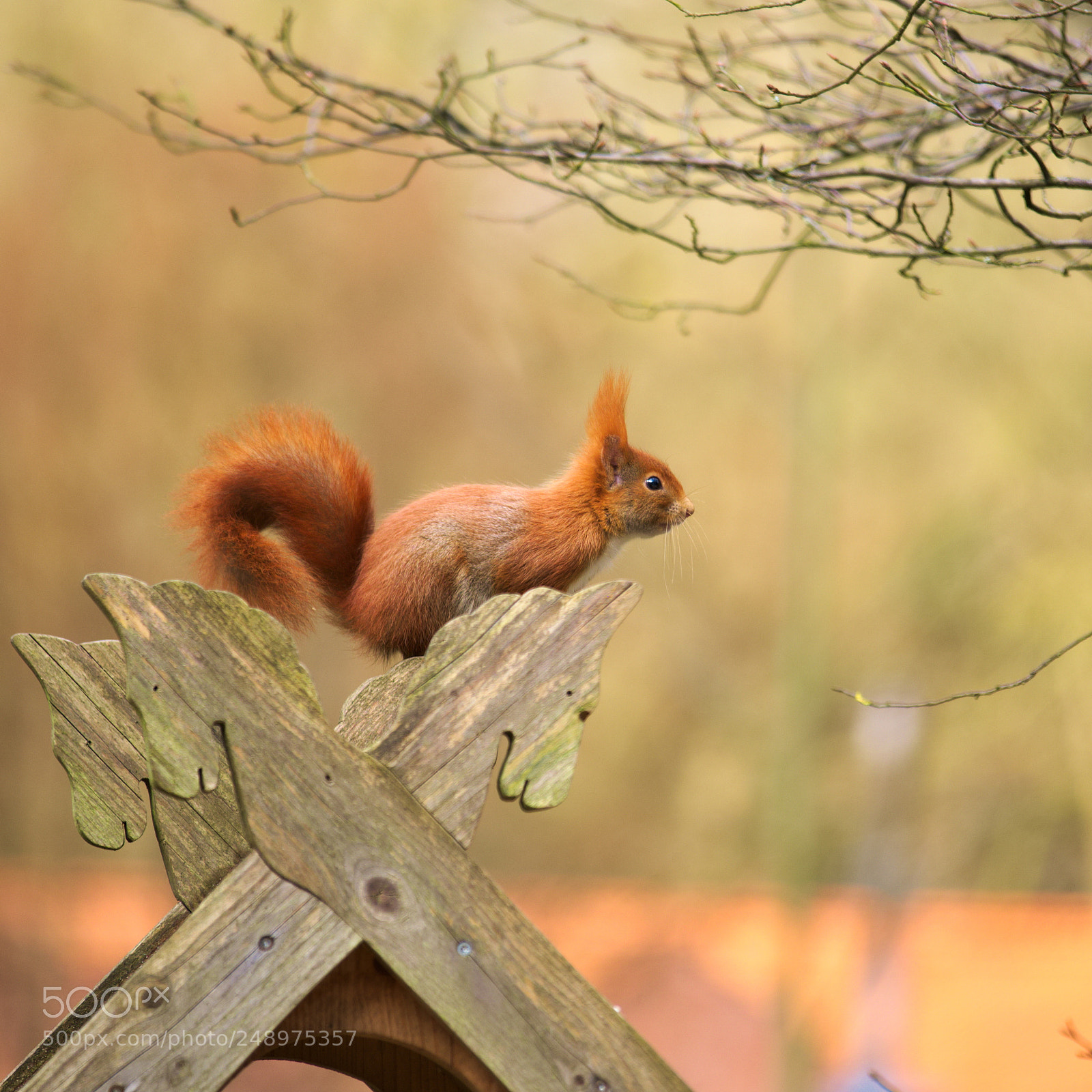 Fujifilm X-T20 sample photo. Sciurus vulgaris photography