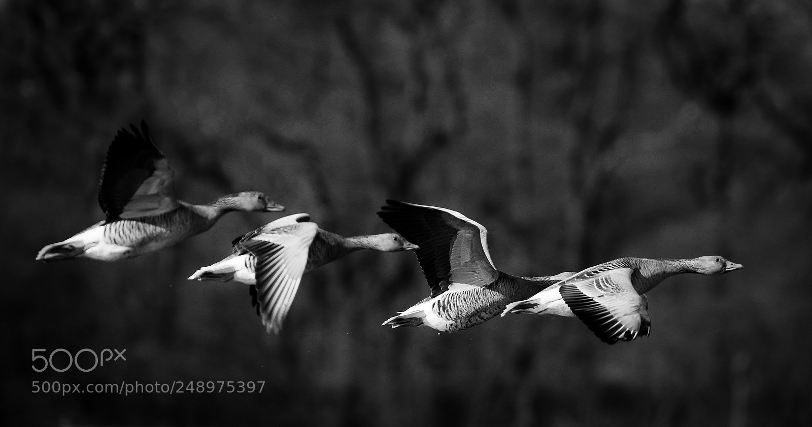 Nikon D810 sample photo. Four gooses photography