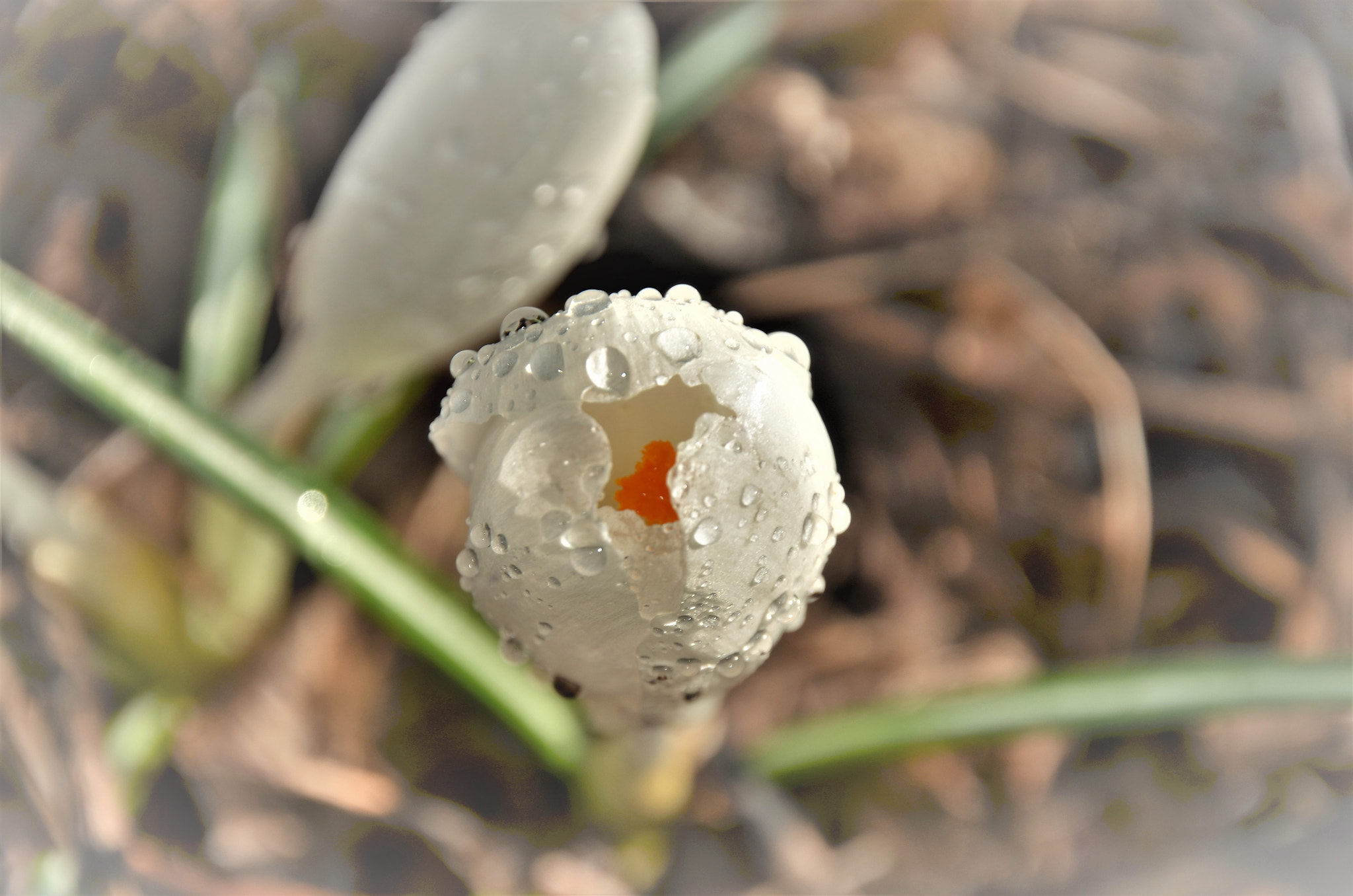 Nikon D7000 sample photo. Morning crocus photography