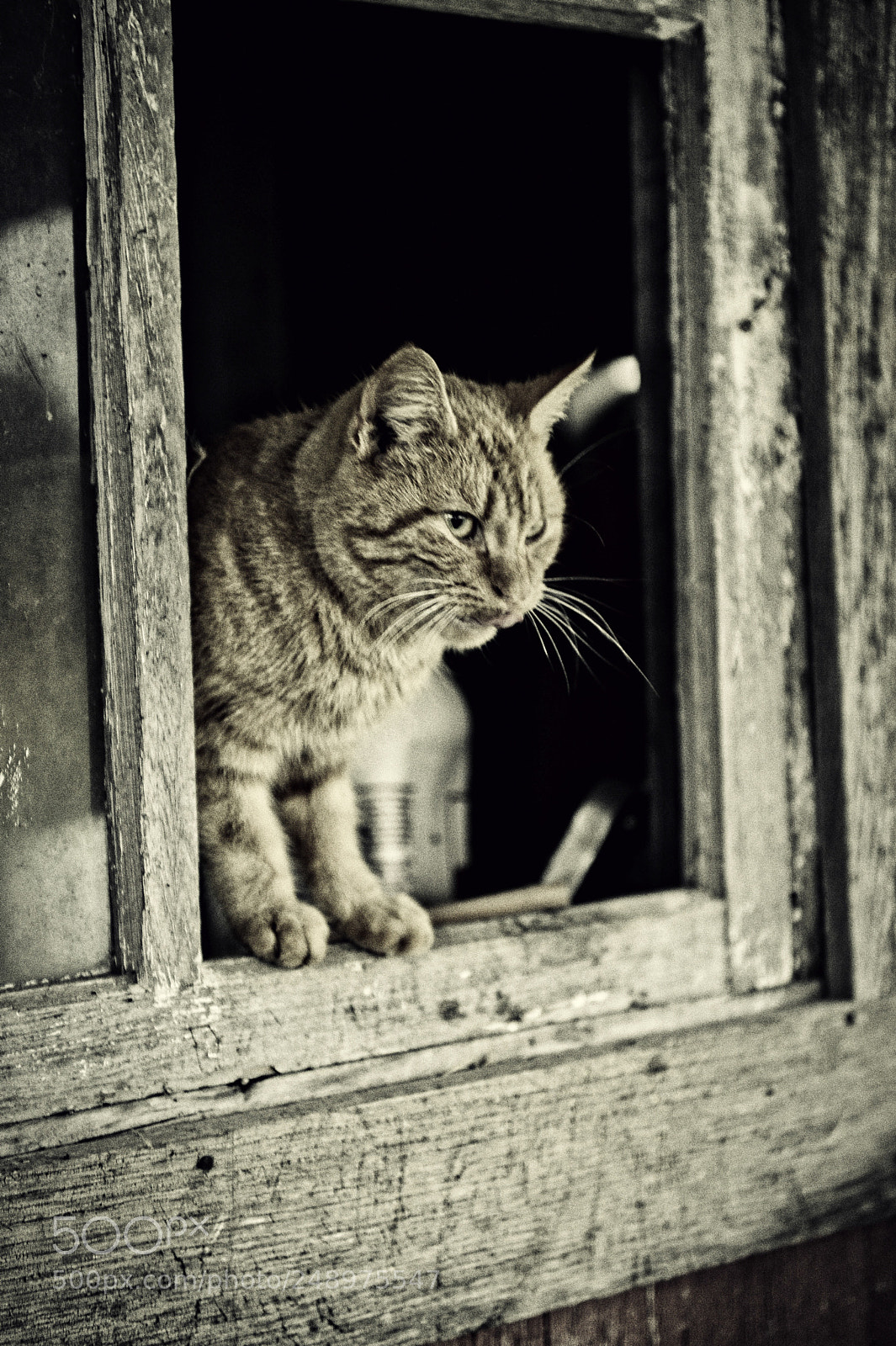 Nikon D4 sample photo. Morning!!! photography
