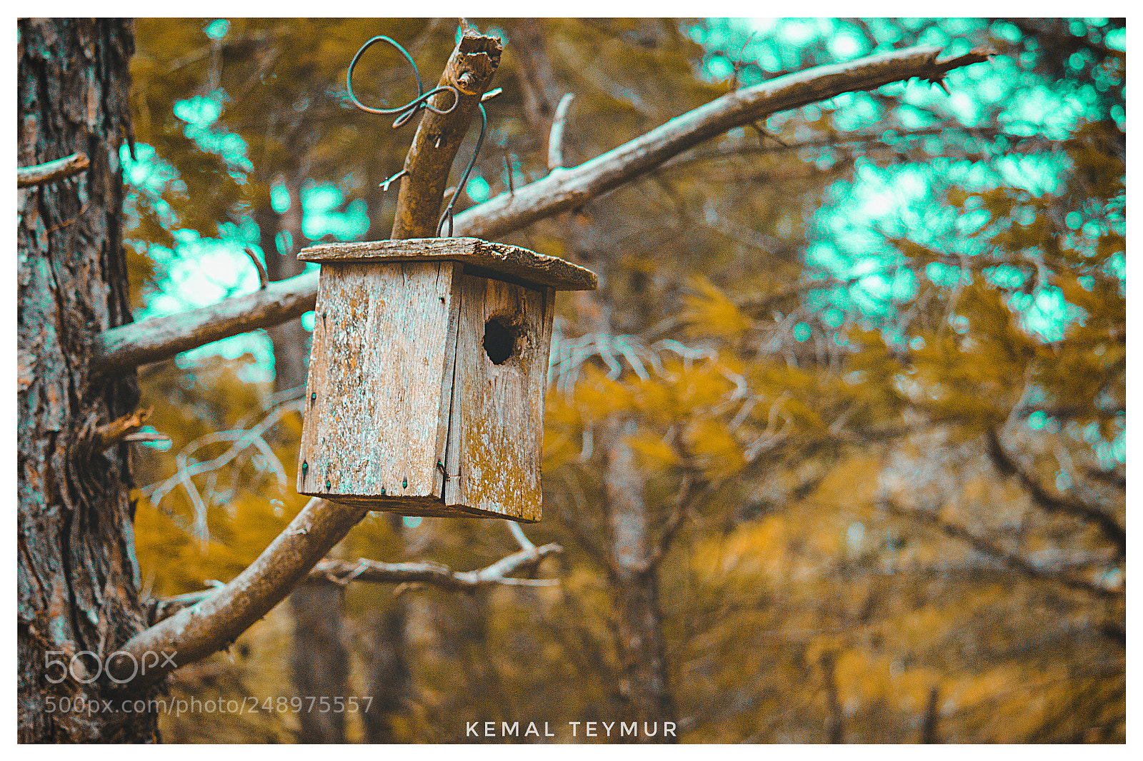 Canon EOS 700D (EOS Rebel T5i / EOS Kiss X7i) sample photo. Birdnest photography