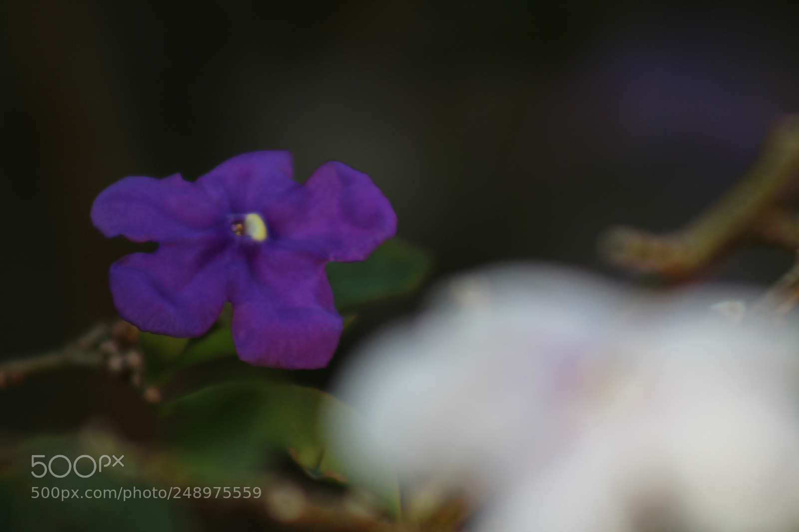 Canon EF 75-300mm f/4-5.6 sample photo. Sunday morning photography