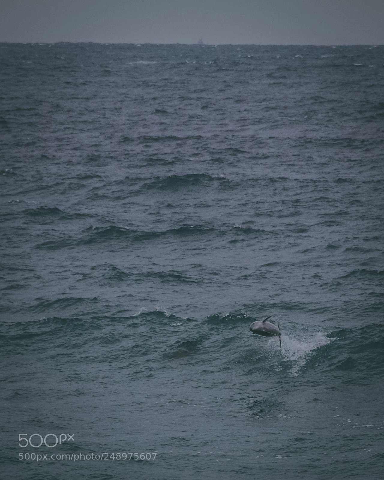Nikon D7100 sample photo. Dolphin jumping photography