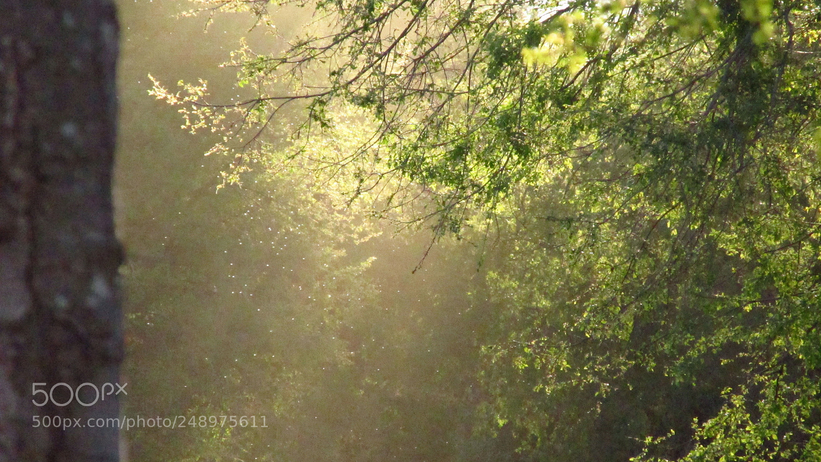 Canon PowerShot SX170 IS sample photo. Img photography