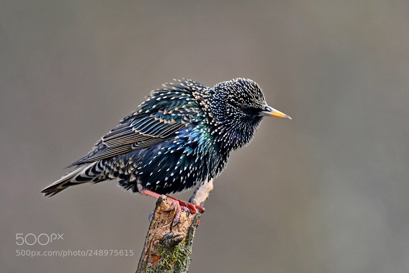 Nikon D500 sample photo. Common starling photography