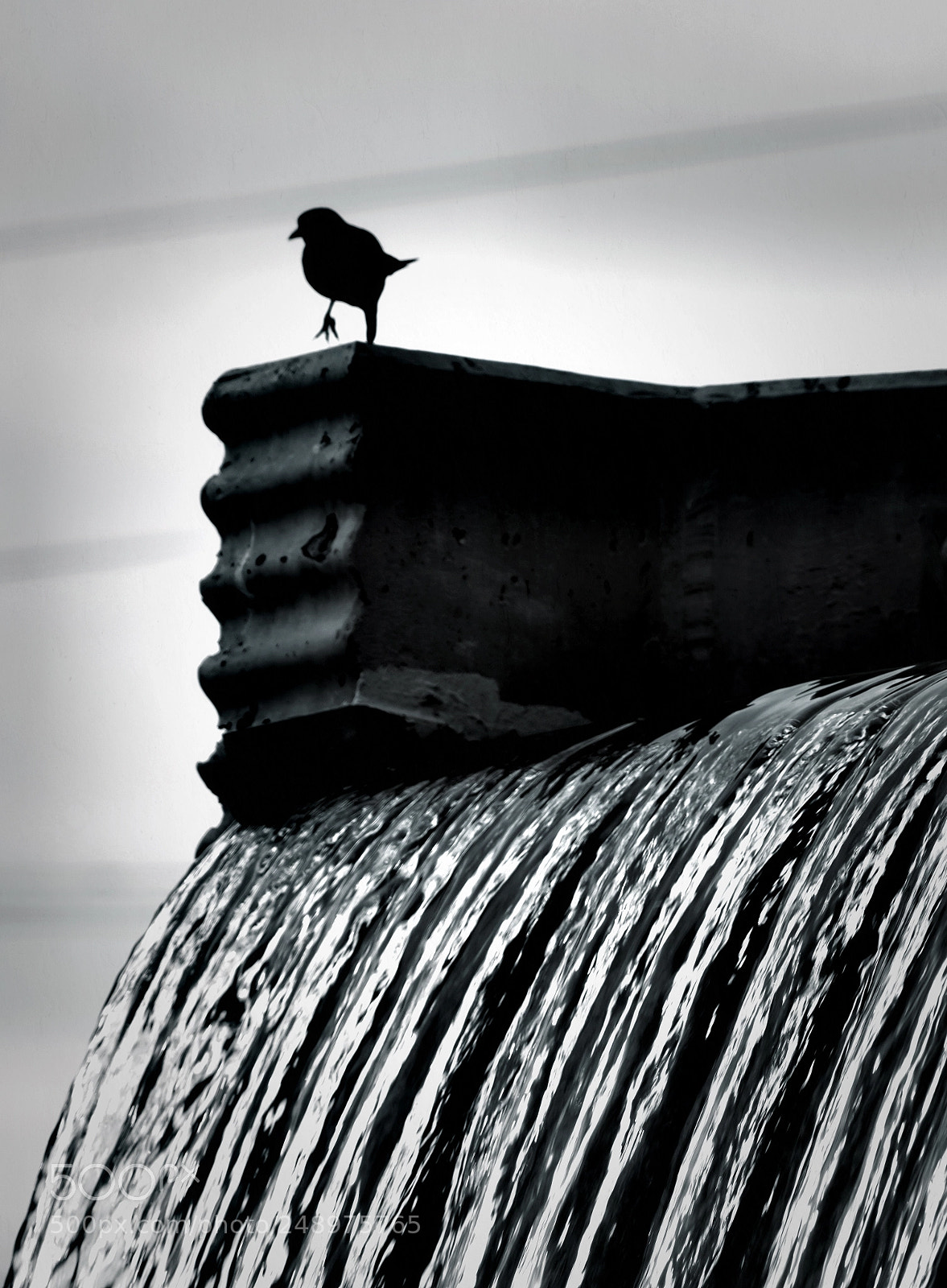 Sony a7R III sample photo. Bird stepping photography