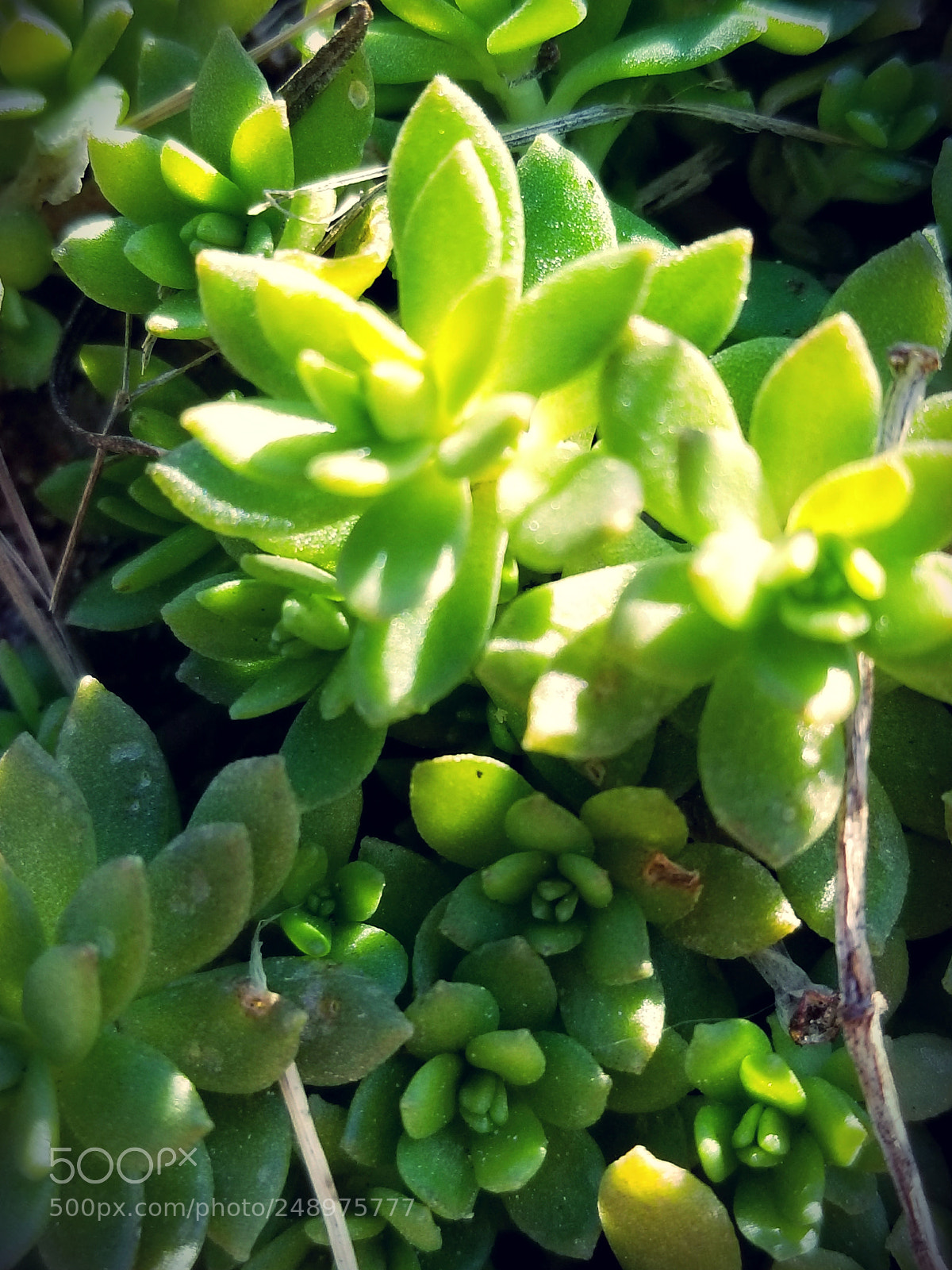Samsung Galaxy S8 sample photo. Tiny succulents photography