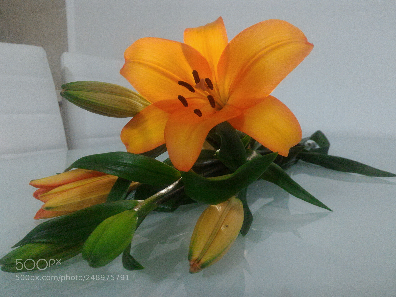 ASUS ZenFone 2 (ZE551ML) sample photo. Bloom photography