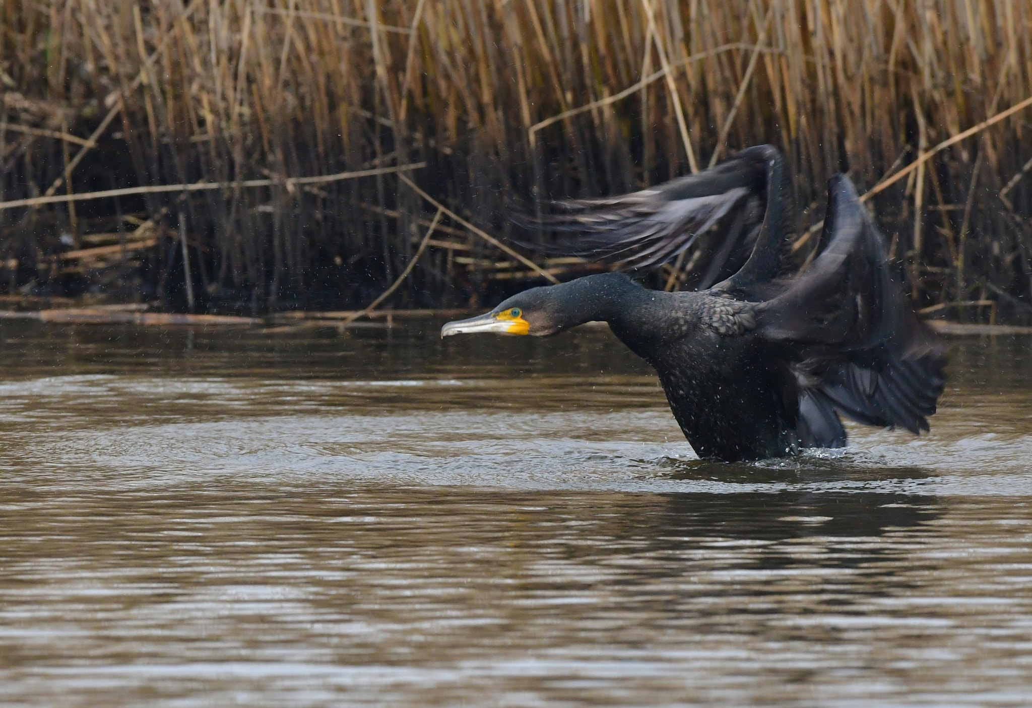 Nikon AF-S Nikkor 500mm F4G ED VR sample photo. Aalscholver photography