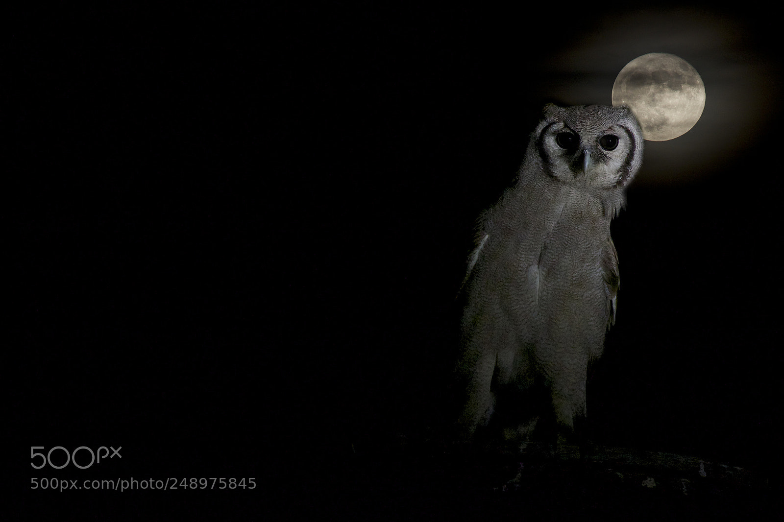 Canon EOS-1D X sample photo. ¨night tale" photography