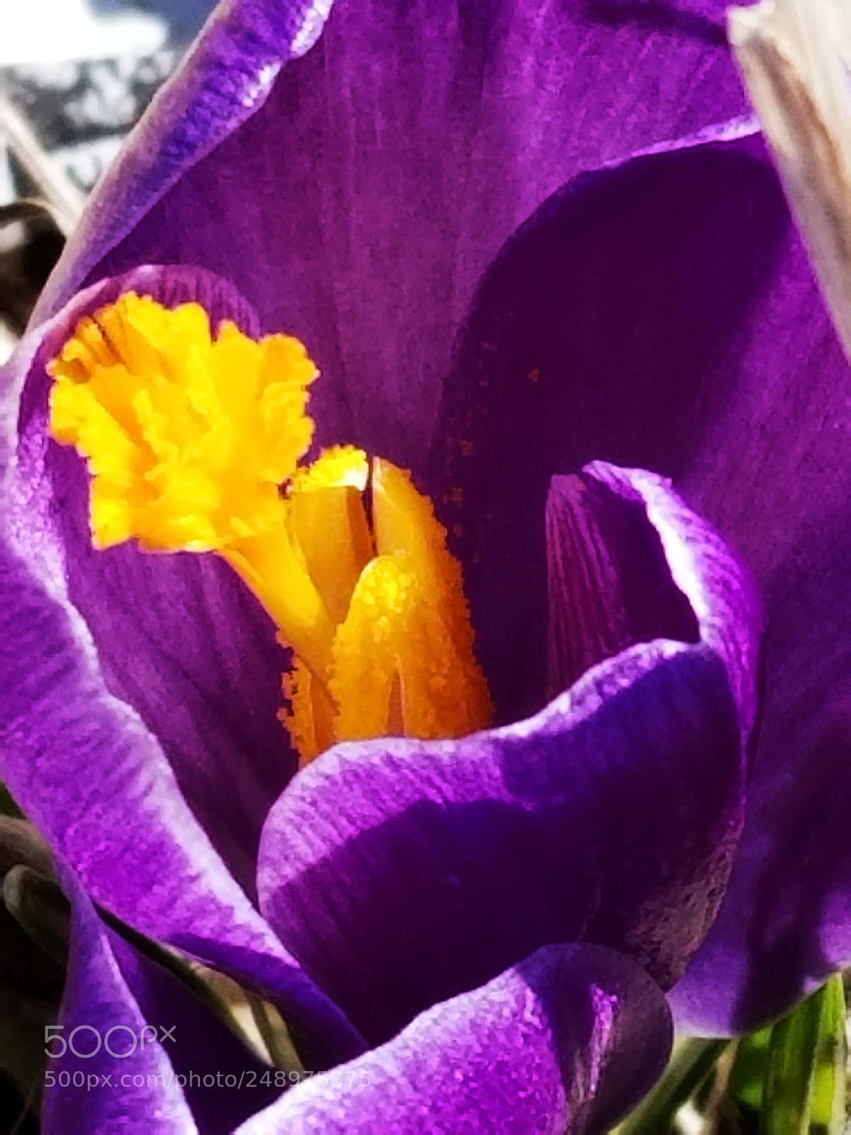 Samsung Galaxy S8 sample photo. Spring photography