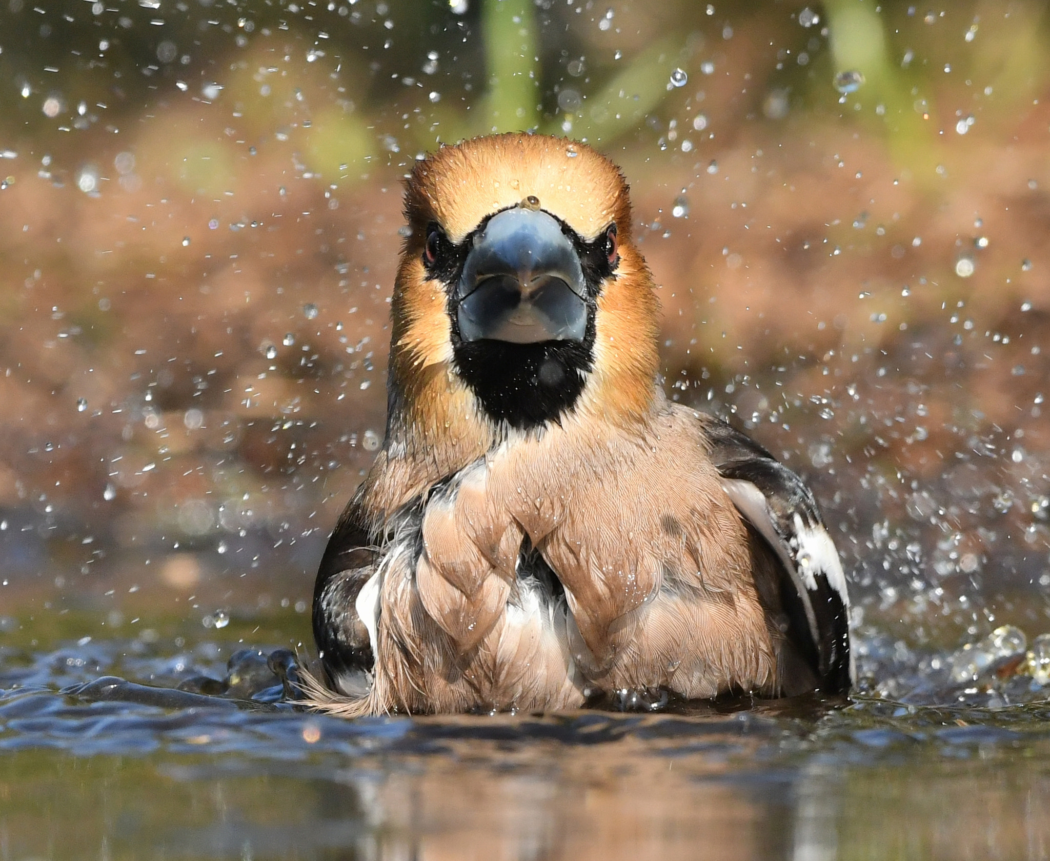 Nikon D500 + Nikon AF-S Nikkor 500mm F4G ED VR sample photo. Appelvink photography