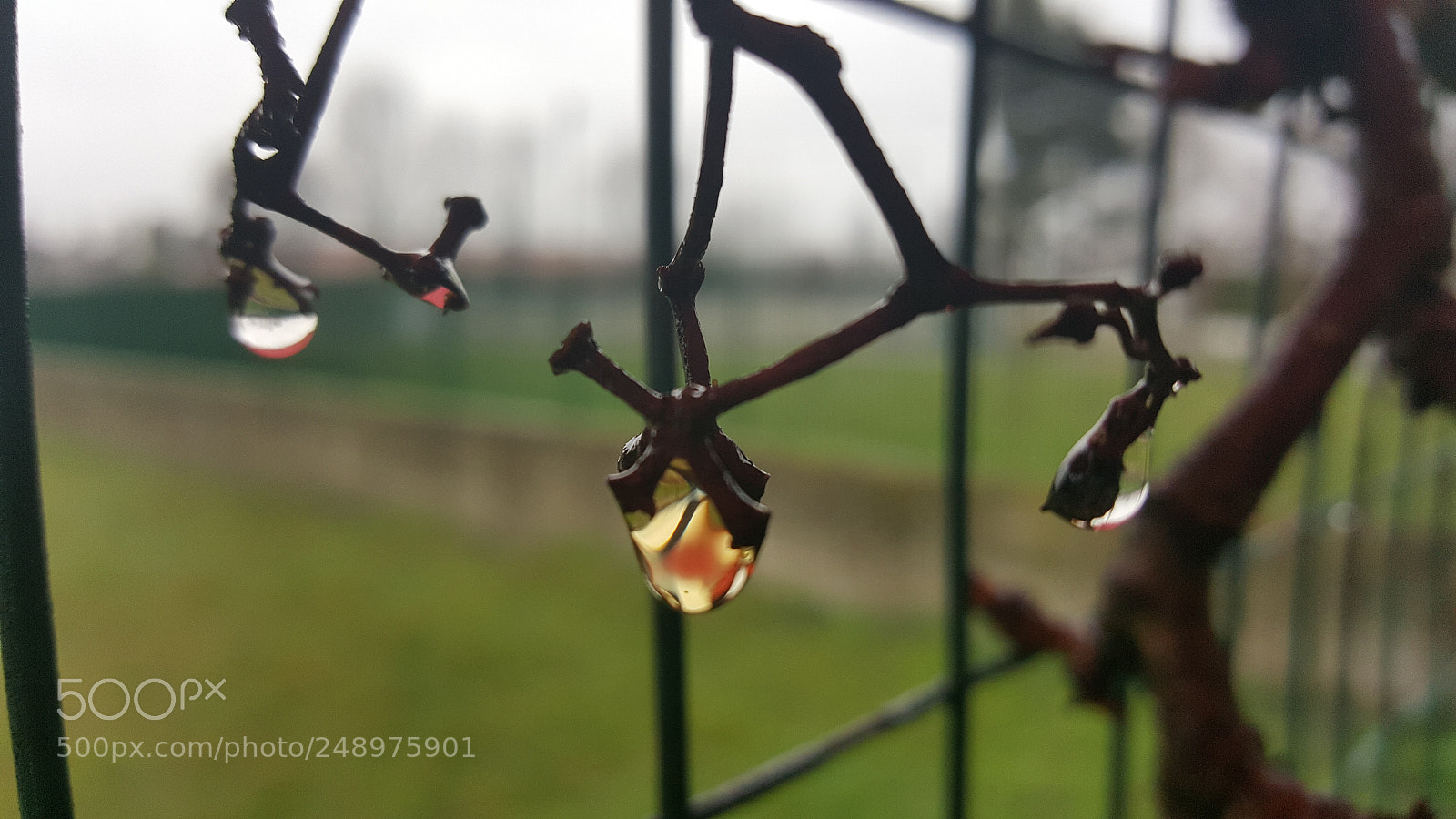 Samsung Galaxy S6 sample photo. Natural raindrops jewelry photography