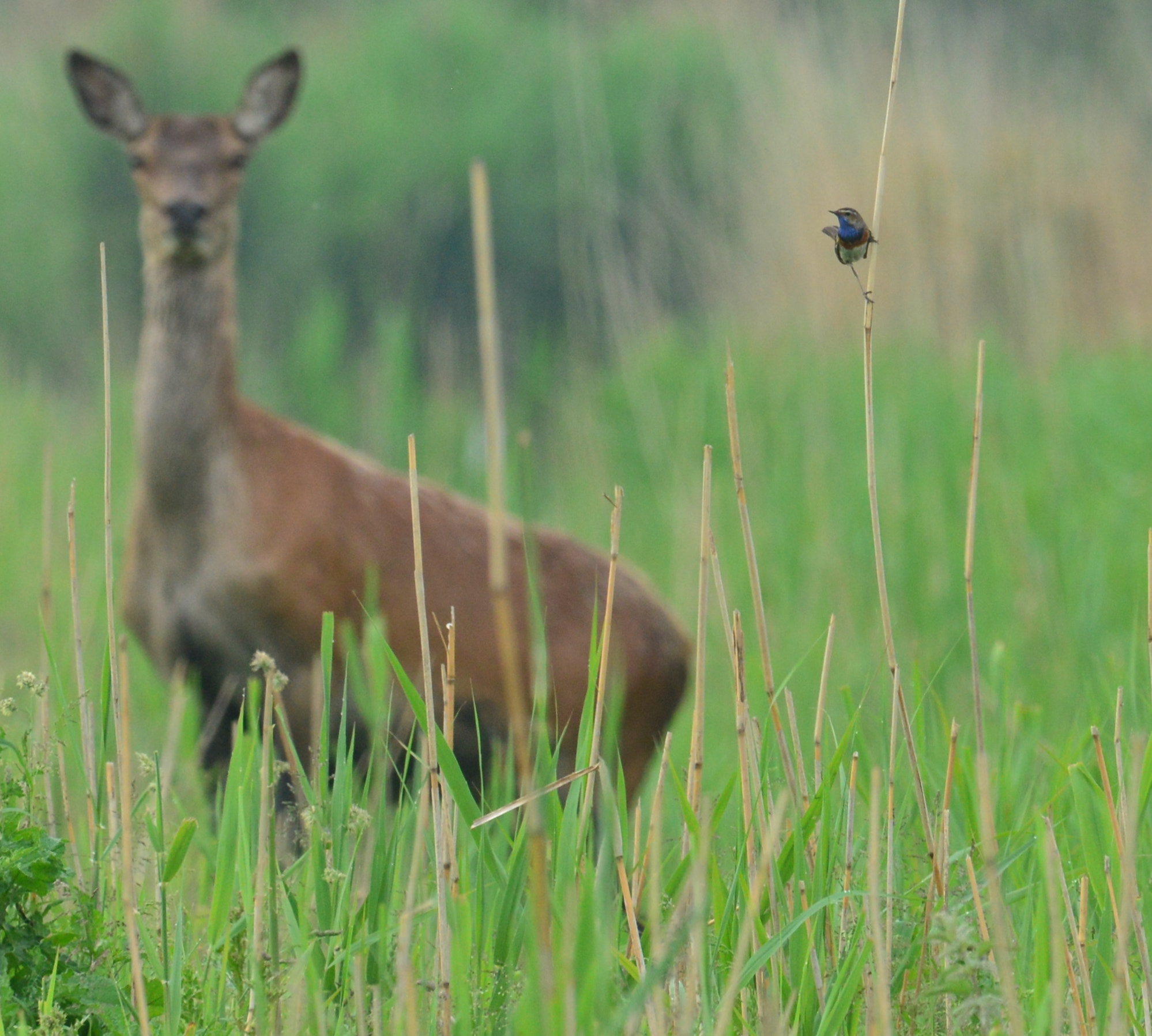 Nikon D600 + Nikon AF-S Nikkor 400mm F2.8D ED-IF II sample photo. Blauwborst photography