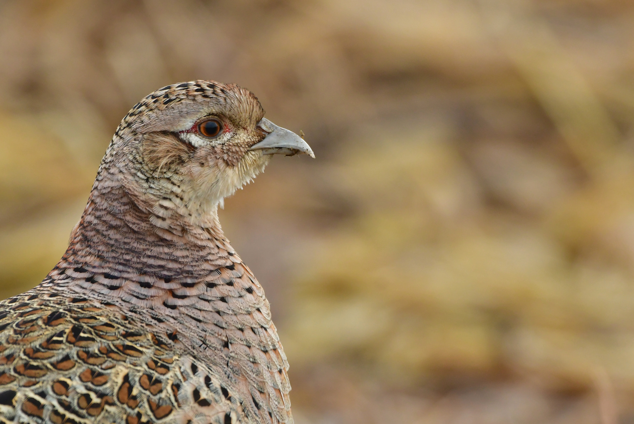 Nikon D500 + Nikon AF-S Nikkor 500mm F4G ED VR sample photo. Fazant photography