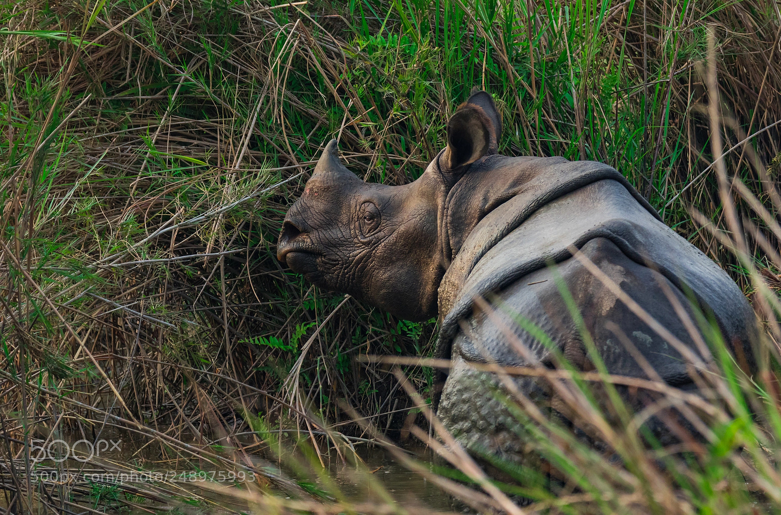 Canon EOS 7D Mark II sample photo. The one horned rhinoceros photography