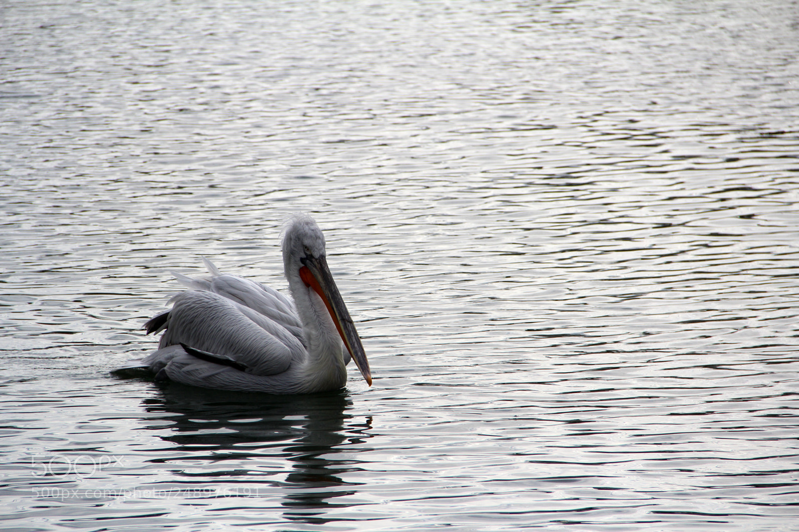 Canon EOS 600D (Rebel EOS T3i / EOS Kiss X5) sample photo. Pelican on quiet lake photography