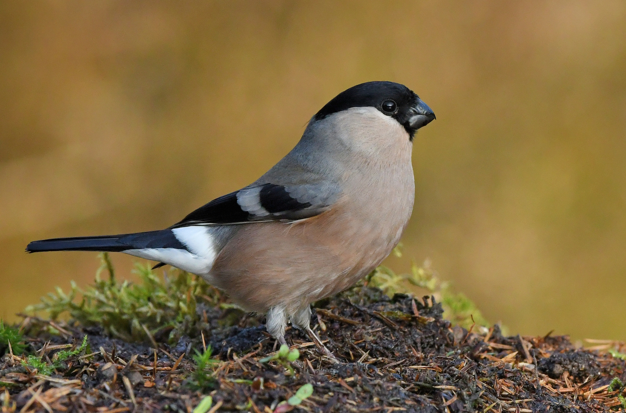 Nikon D500 + Nikon AF-S Nikkor 500mm F4G ED VR sample photo. Goudvink photography