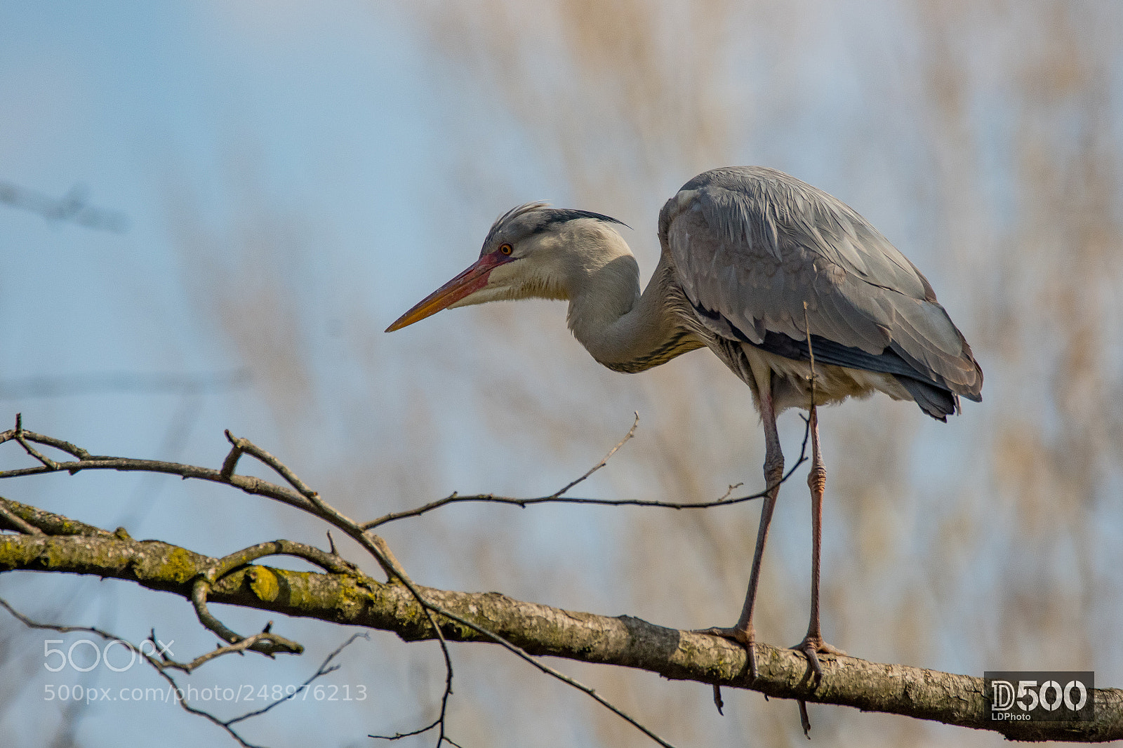 Nikon D500 sample photo. Grey heron - ardea photography