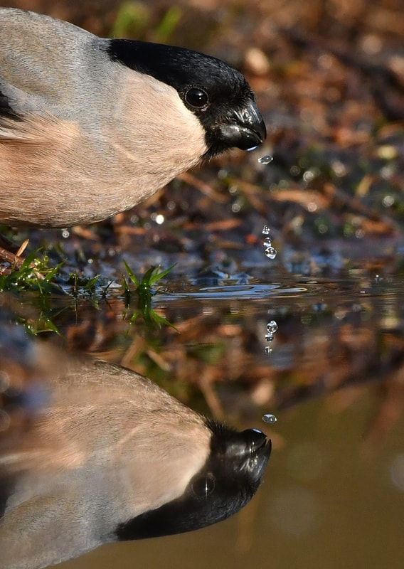 Nikon D500 + Nikon AF-S Nikkor 500mm F4G ED VR sample photo. Goudvink photography