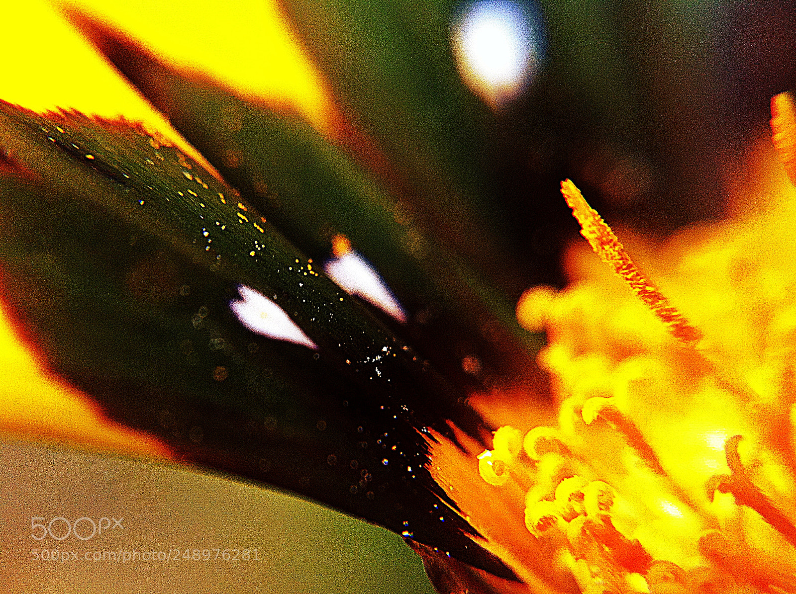 Apple iPhone 4 sample photo. Gazania heart photography