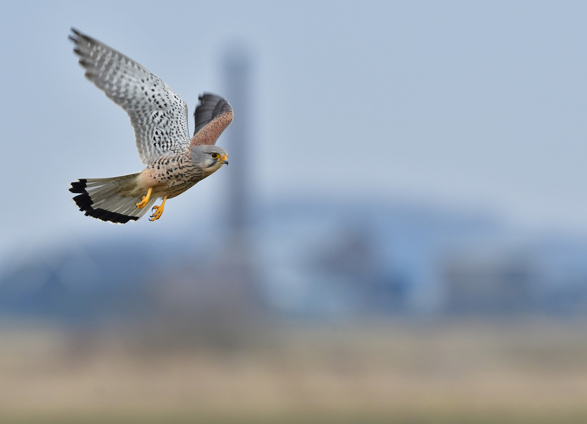 Nikon D500 + Nikon AF-S Nikkor 500mm F4G ED VR sample photo. Torenvalk photography