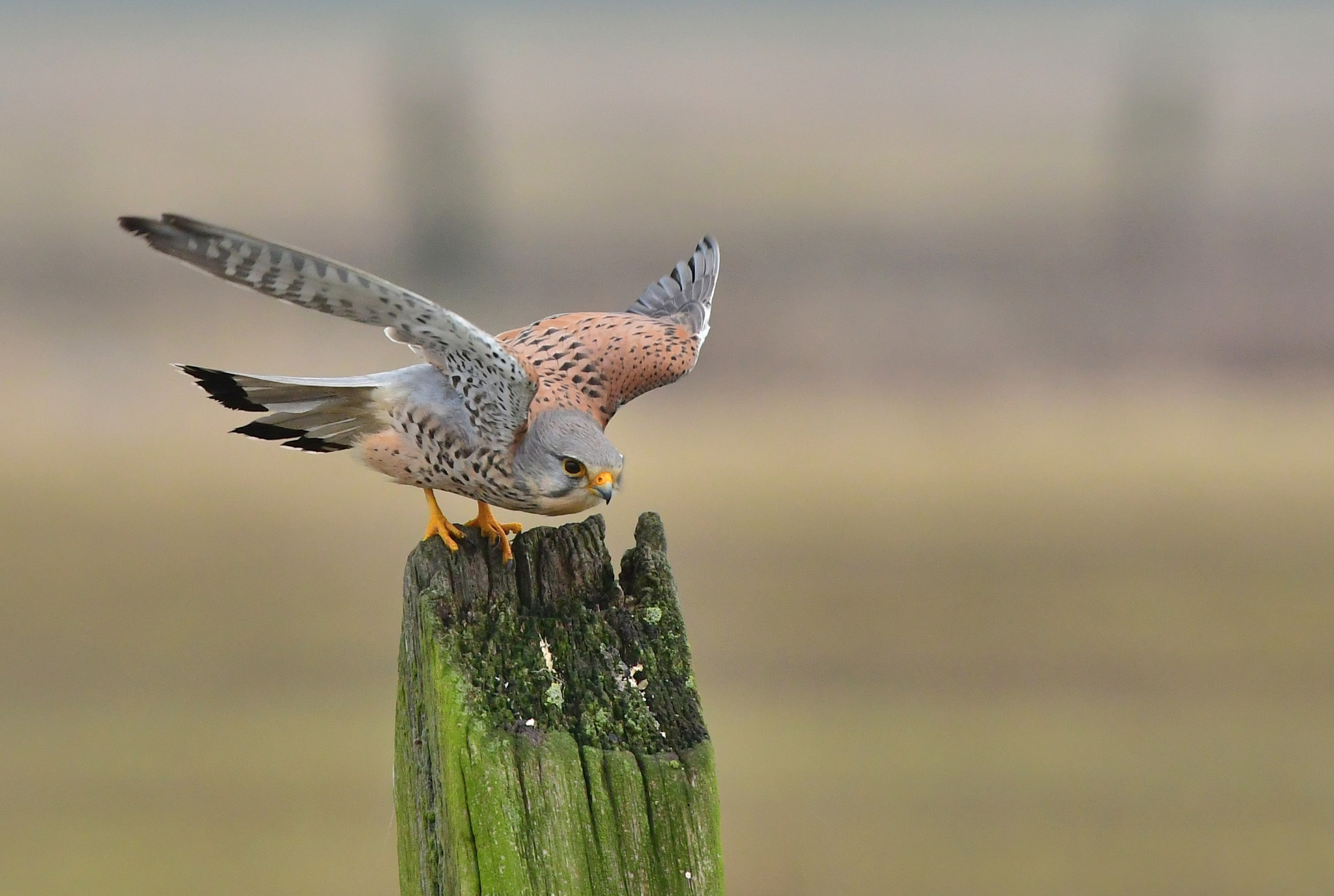 Nikon D500 + Nikon AF-S Nikkor 500mm F4G ED VR sample photo. Torenvalk photography