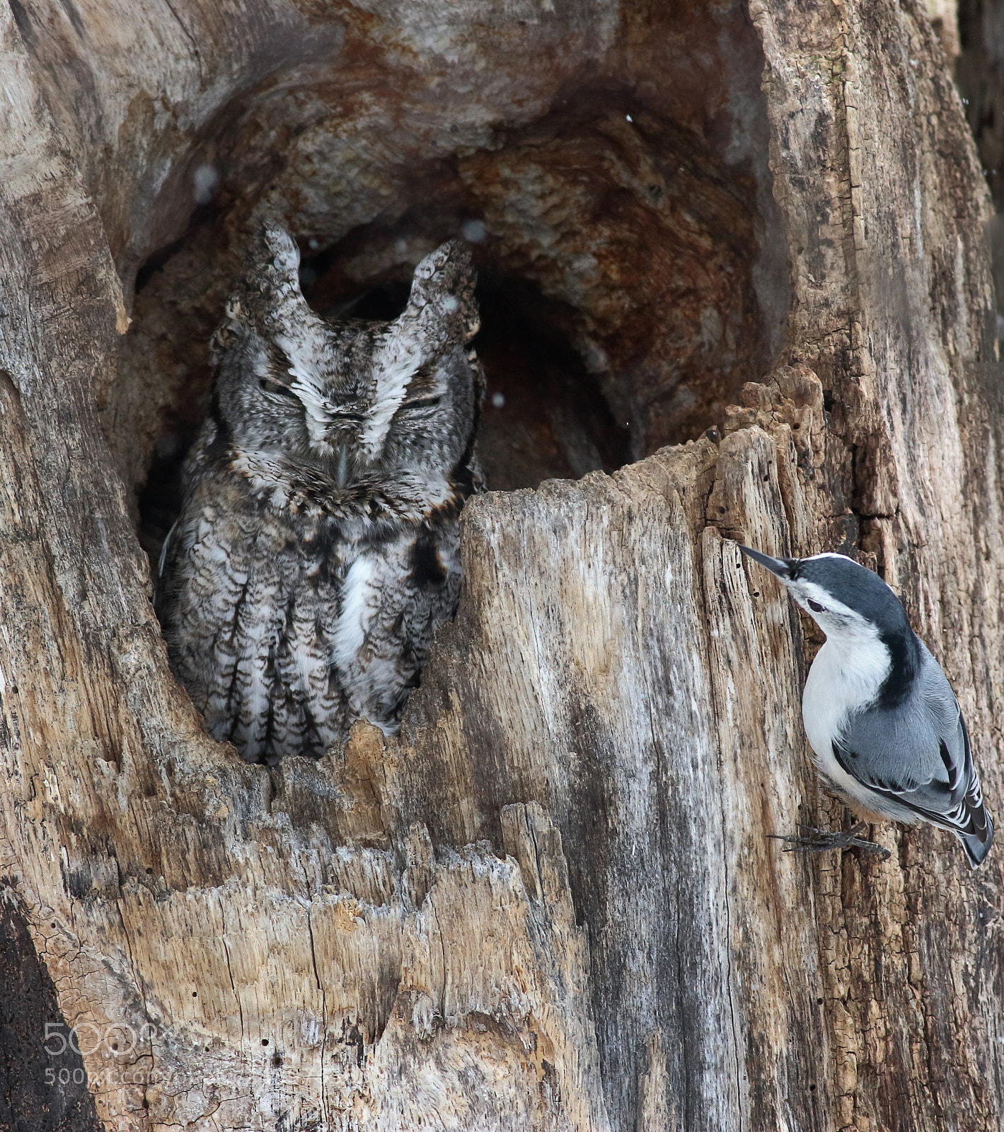 Canon EOS 7D Mark II sample photo. We lose more nuts photography