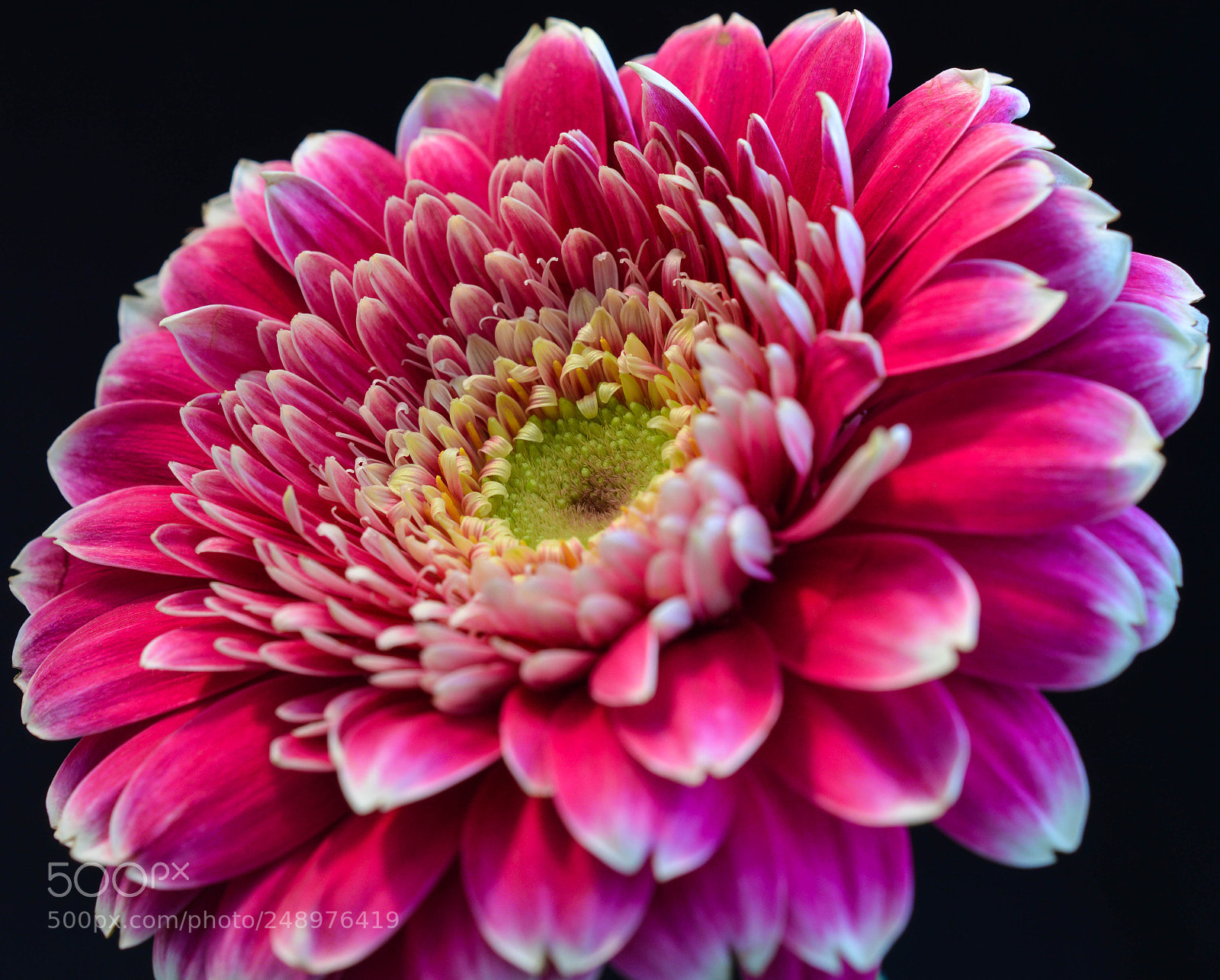 Nikon D3200 sample photo. Gerbera daisy on black photography
