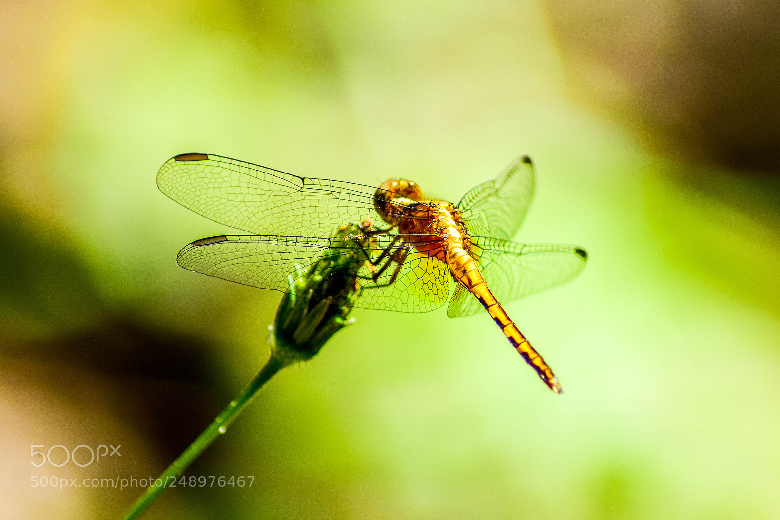 Nikon D5300 sample photo. Libélula photography