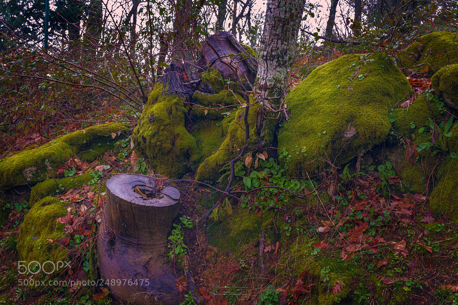 Nikon D7100 sample photo. The rain forest photography