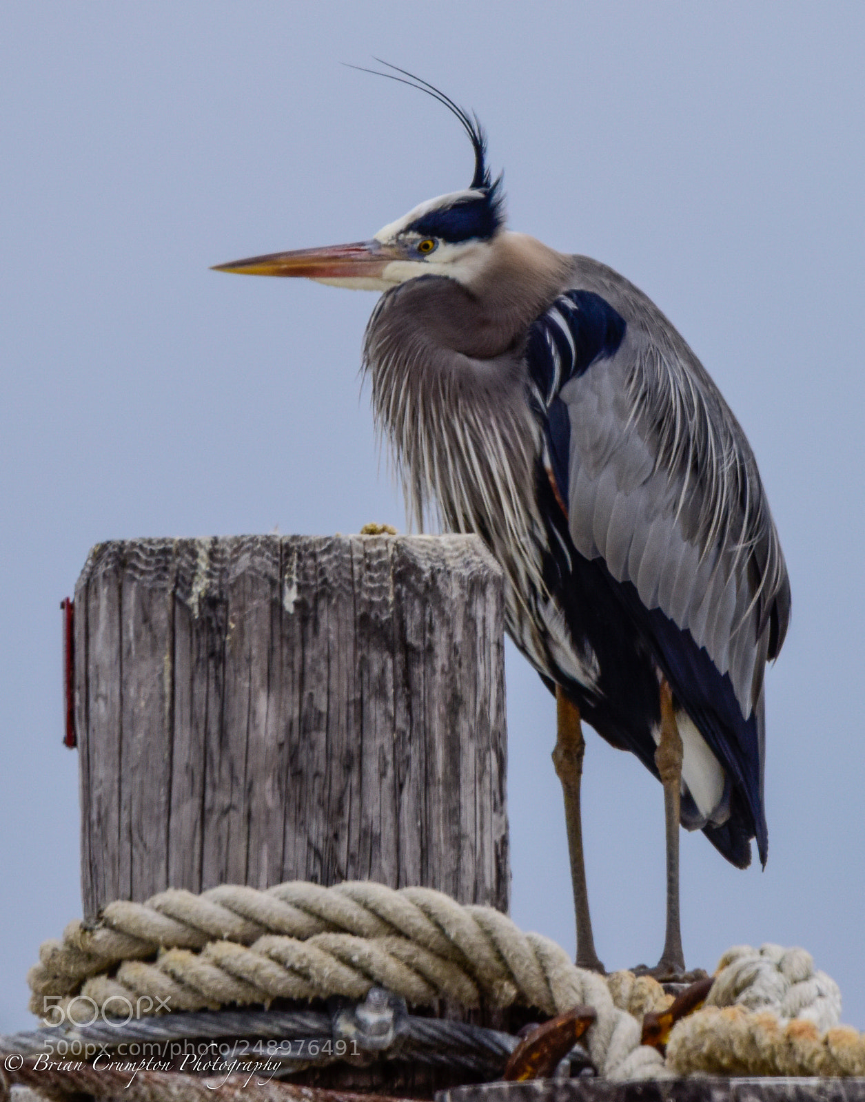 Nikon D810 sample photo. Great blue heron photography