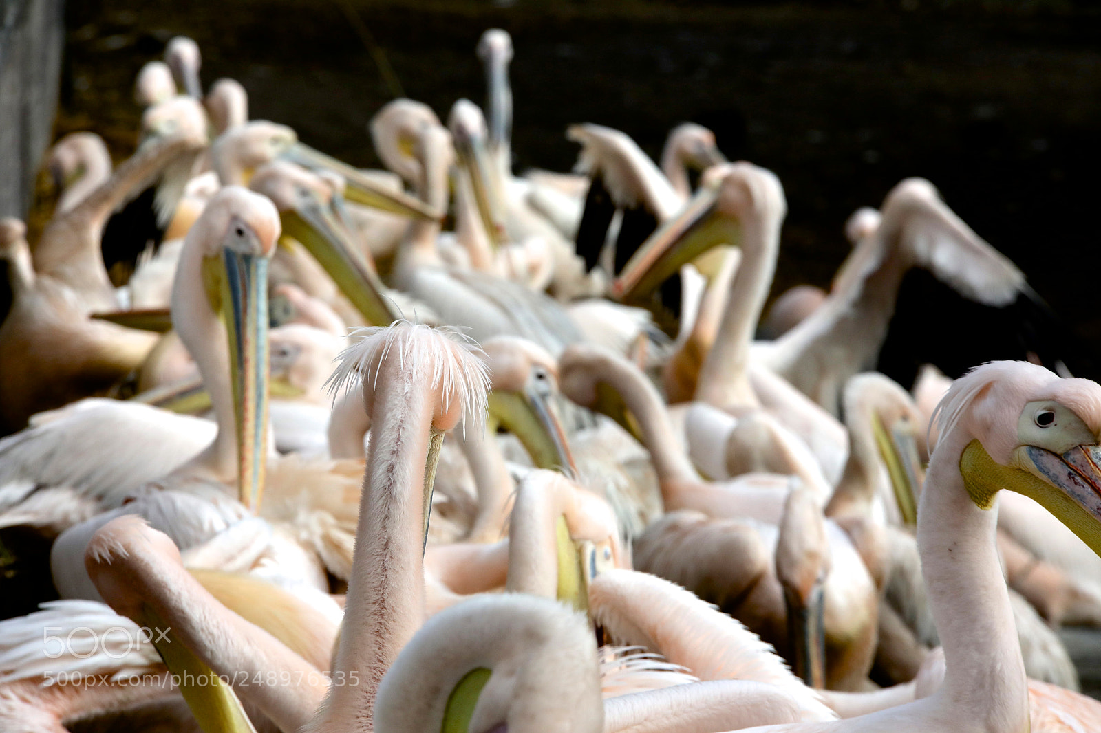 Canon EOS 5D Mark IV sample photo. Pelicans. photography